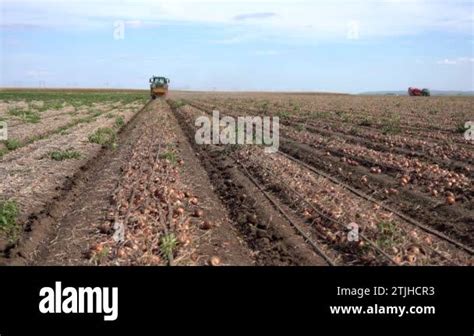 Onion Harvesting Machine Working In A Field Tractor With Onion Digger