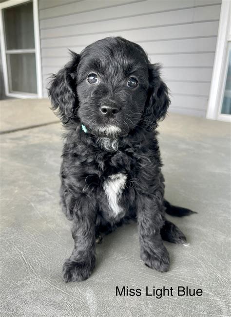 Black Goldendoodle Puppy