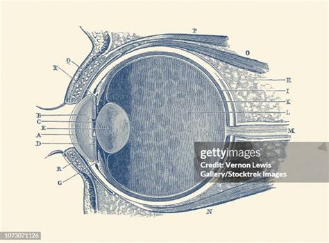 Eye Anatomy Side View