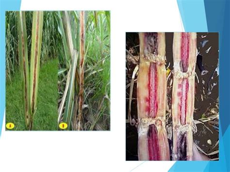 Diseases Of Sugarcane And Their Management Ppt