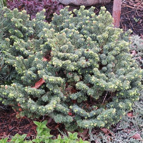 Fir Dwarf Balsam Cheyenne Tree Farm Trees Shrubs Perennials