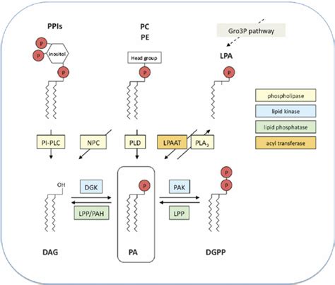 Overview Of Pa Formation And Degradation Pathways In Plants Showing