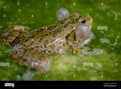 Frog In Water One Breeding Male Pool Frog Crying With Vocal Sacs On