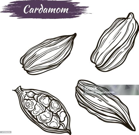 Drawing Handmade Cardamom Stock Illustration Download Image Now