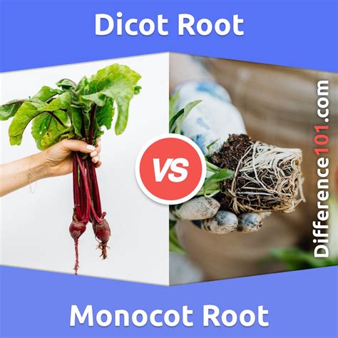 Dicot Root Vs Monocot Root Whats The Difference Between Dicot Root