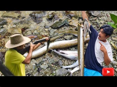 Catching Eel Fish In Siang River YouTube