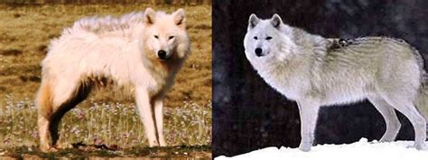 Bernards Wolf Canis Lupus Bernardi Wolf Stuff