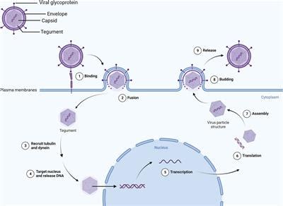 Frontiers When Herpes Simplex Virus Encephalitis Meets Antiviral