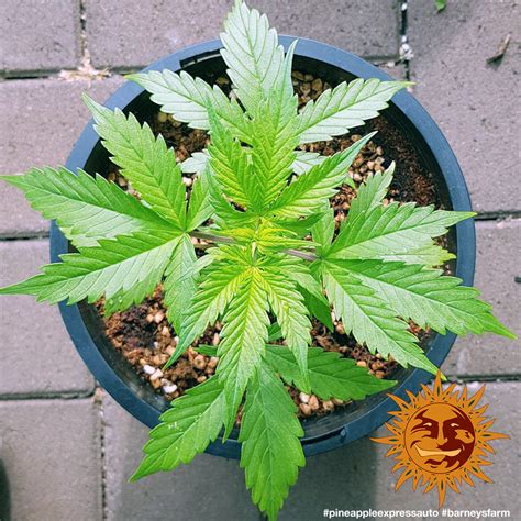 ! PINEAPPLE EXPRESS AUTO™ Autoflowering Cannabis Seeds | BARNEYS FARM®