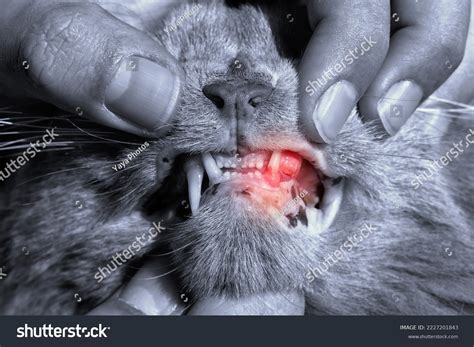 Cat Gingivitis Stages