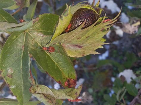 SW Florida, avocado tree : whatsthisbug