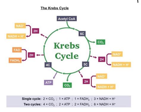 Electron Transport Chain And Krebs Cycle