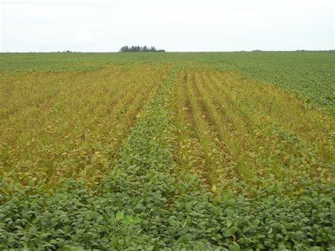 Emerging Diseases In Soybean Crops Revista Cultivar