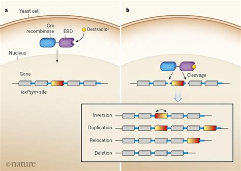 Synthetic Yeast Genome Reveals Its Versatility