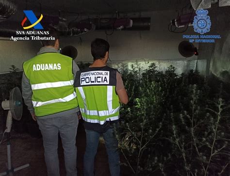 Operación Contra El Cultivo De Marihuana En Castellón Dos Detenidos Con Más De 500 Plantas En