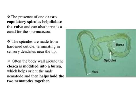 Nematodes in Fisheries