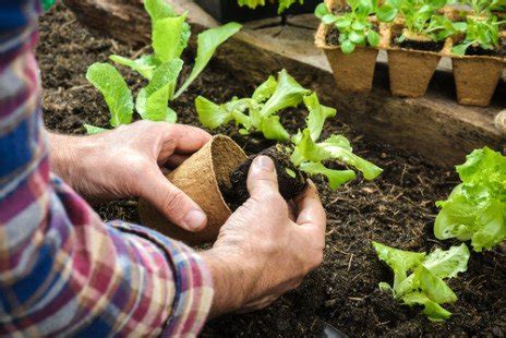 Semer Avec La Lune Comment Les Phases Lunaires Influencent Lagriculture