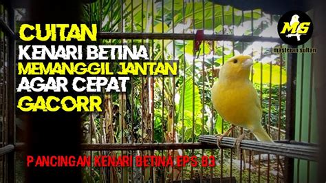 Pancingan Kenari Betina Memanggil Jantan Eps Burung Kicaumania