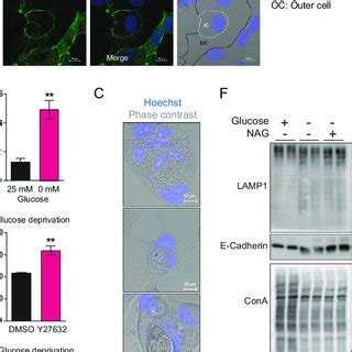 Entosis In Mcf Breast Epithelial Cells After Glucose Deprivation A