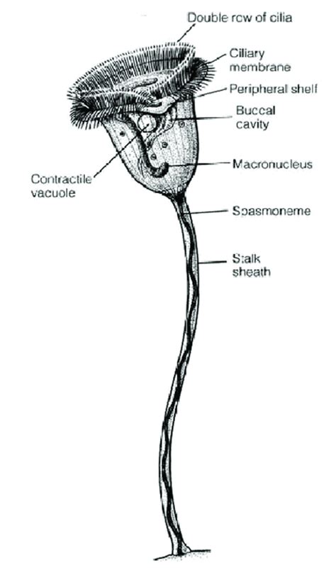 What are Vorticella? – Microscope Clarity