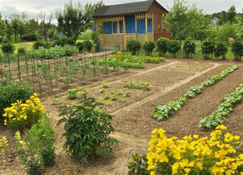 Potager Facile Et Sans Traitement La Culture Bio