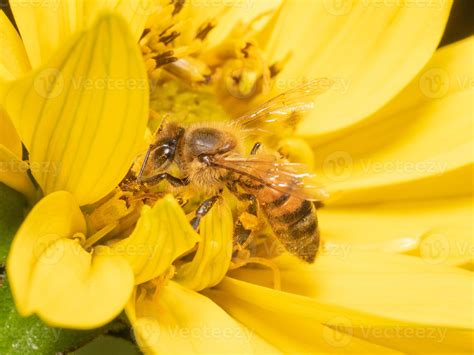 Close-up of a honey bee gathering pollen from a yellow sun flower ...