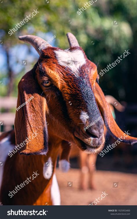 Nubian Goats With Horns