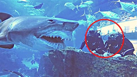 6 Shark Encounters You Have Never Seen Before YouTube