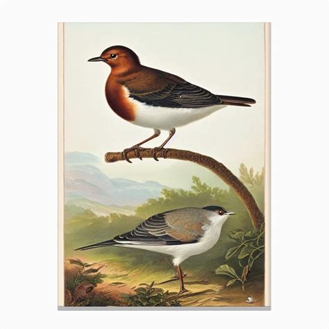 Dipper James Audubon Vintage Style Canvas Print By Featherline Fy