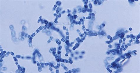 Mycology Notes Microbe Notes