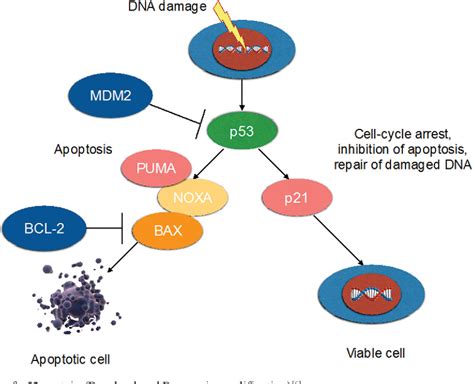 Figure From Proteins P And Bcl In Pathogenesis Of Missed And