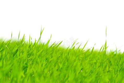 Strands Of Green Grass Stock Image Image Of Green Foliage 62456199