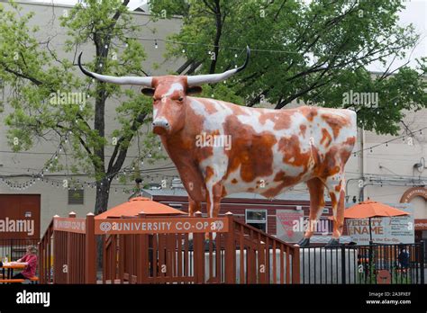 Statue In The Likeness Of Bevo The University Of Texas Longhorn Sports