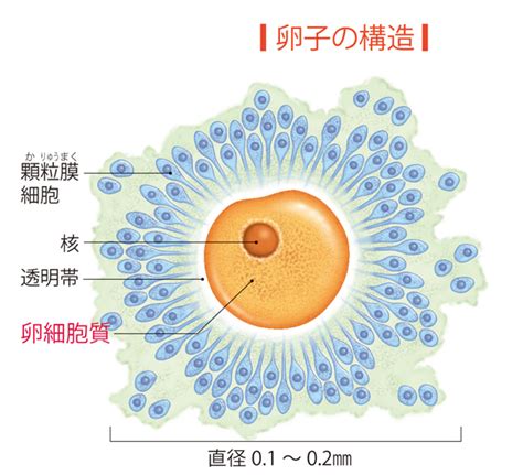 受精と排卵のメカニズム からだと病気のしくみ図鑑 Goo辞書