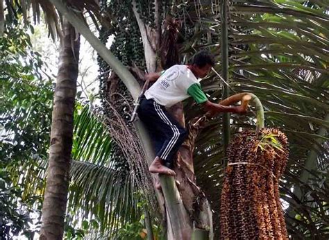 Gantungkan Hidup Pada Alam Petani Aren Ini Berhasil Hidupi Keluarga