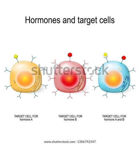 Hormones Receptors Target Cells Each Type Stock Vector (Royalty Free ...