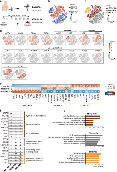 Characterization And Generation Of Human Definitive Multipotent