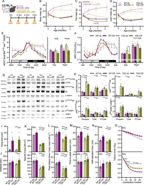 Distinct And Additive Effects Of Calorie Restriction And Rapamycin In