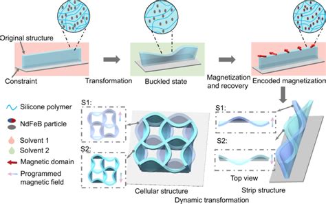 Dynamic Morphological Transformations In Soft Architected Materials Via