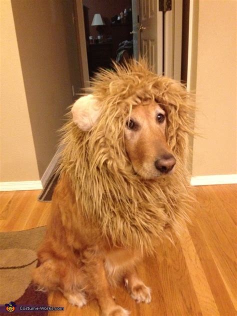 Tessa The Lion Costume For Dogs Coolest Diy Costumes Photo 24