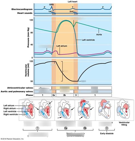 Pressure And Volume Changes In The Heart Chambers During Cardiac Cycle