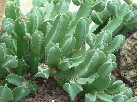 Cardón Espinoso Euphorbia Resinifera