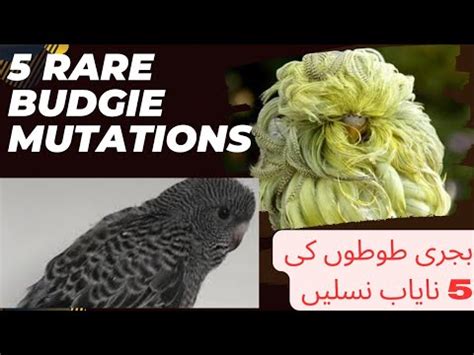 5 Rare Budgies Mutations YouTube