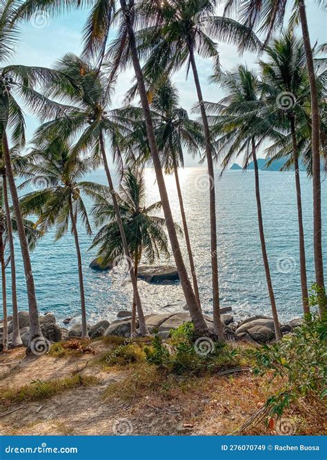 Coconut Trees on the Island in the Evening Stock Image - Image of ...