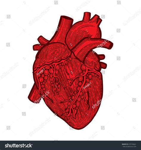 Hand Drawn Human Heart Illustration Isolated Stock Vector Royalty Free