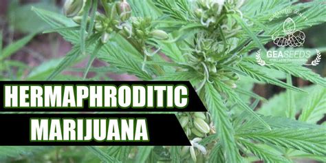 Hermaphrodite Having Sex With Self