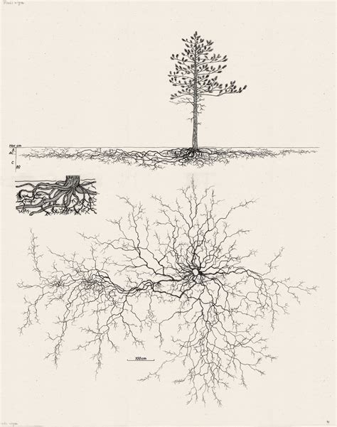 Tree Root Structure - Leaf & Limb