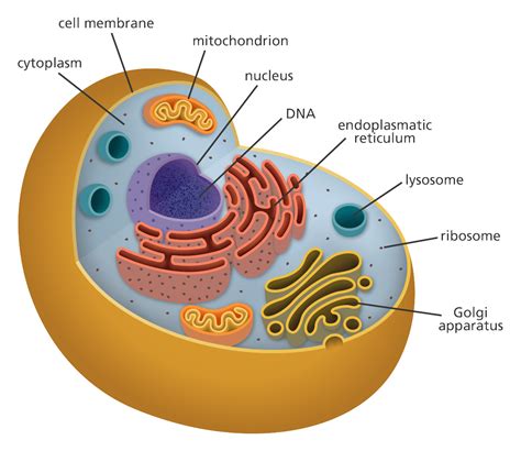 Simple Diagram Of A Cell