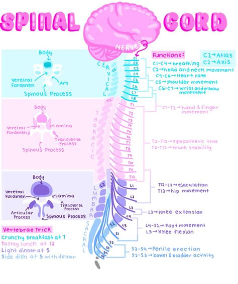 Aesthetic Medical Notes: Spinal Cord | Medical school essentials, Nurse ...