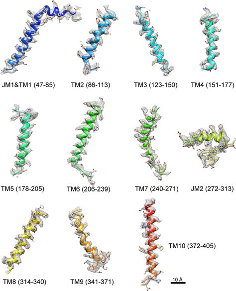 Fit Of Cryo Em Density With Model Cryo Em Densities Mesh Are